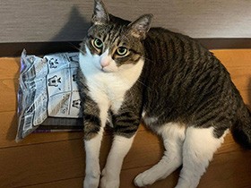 特技はライオンキング　キジ白「楽太郎」、土の枕でくつろぎ中　