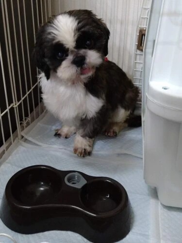 家にきたころの「ヴォルト」