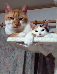 兄猫・ニャン吉くん（左）に寄り添う1歳ころのみゅうちゃん（画像提供：こまちさん）