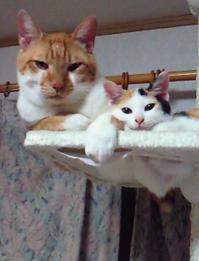 兄猫・ニャン吉くん（左）に寄り添う1歳ころのみゅうちゃん（画像提供：こまちさん）