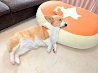 甘えん坊のこまちちゃん（飼い主さん提供）