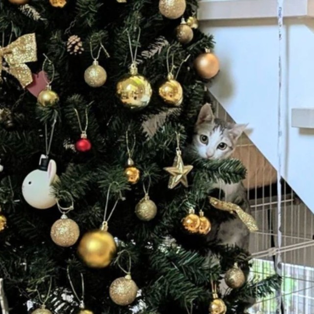 ここにいますよ（提供：NPO法人　府中猫の会さん）