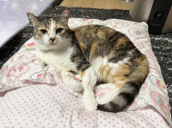 布団の上が定位置になったネネちゃん（画像提供：パステル三毛猫_ネネさん）