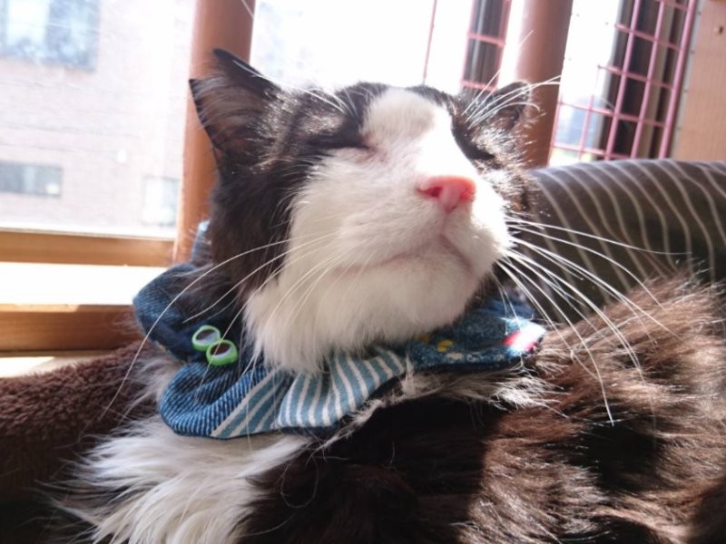 最初の抗がん剤の翌日、口呼吸がおさまった。「詰まった鼻が通り、すんすん嬉しそうだった」と夕香子さん。副作用もなく抗がん剤を続けることになった。