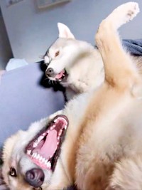 まだまだじゃれ合う、兄・グレイくん（上）、妹・ラルフちゃん（下）（画像提供：グレイ ラルフさん）