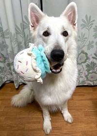 優秀でカッコいいコアくんですが、お家では大きな甘えん坊さん（画像提供：Rookieさん @kainehenalu）