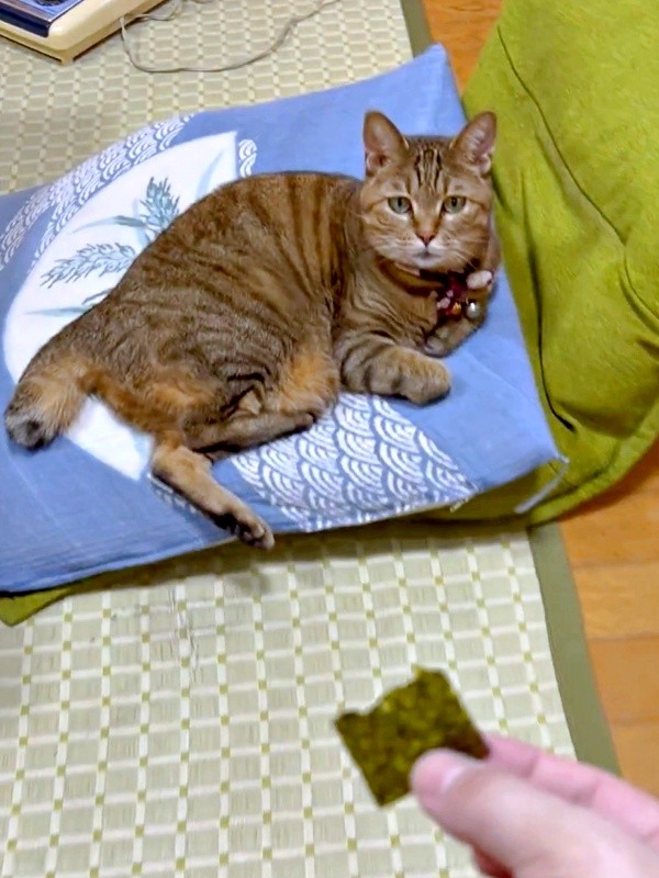 「椅子、譲って？」マロンちゃんにおやつで交渉する飼い主さん（画像提供：困助（こますけ）@デザイナーさん）