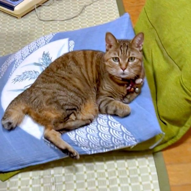 「椅子、譲って？」マロンちゃんにおやつで交渉する飼い主さん（画像提供：困助（こますけ）@デザイナーさん）