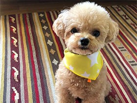 予防接種がんばったよ記念に　トイプードル「あんず」