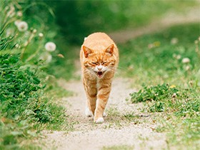 福島原発事故　被災地に取り残され、人を待ちわびる犬猫たち