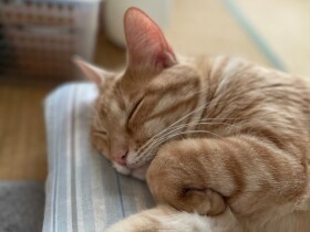 昼間は「別宅」で過ごし、夜は「本宅」で　２匹の愛猫がいちばん好きなのは…