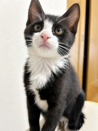 生後2カ月ころのめいちゃん（画像提供：奈神さん）