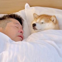 パパと添い寝する小雨ちゃん（画像提供：柴犬小雨さん）