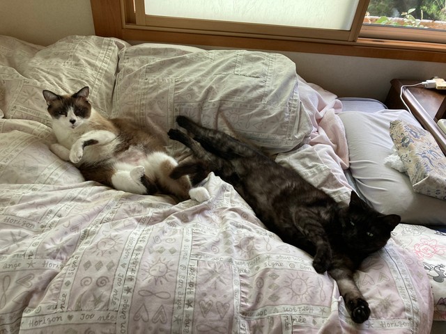 ネコさんたちとお布団でゴロゴロしたかった（提供：量販店エアコン工事ねこさん）