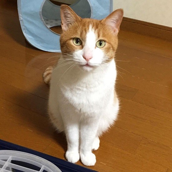 普段のヤンチャ