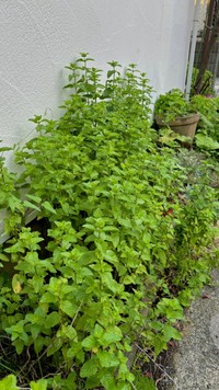 たった1株から大繁殖したミント＝ぽたろうさんのX（@HACK1136）より