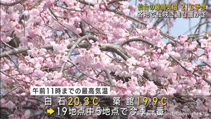 宮城県は５月下旬並みの暖かさになる見込み　桜の開花が進む