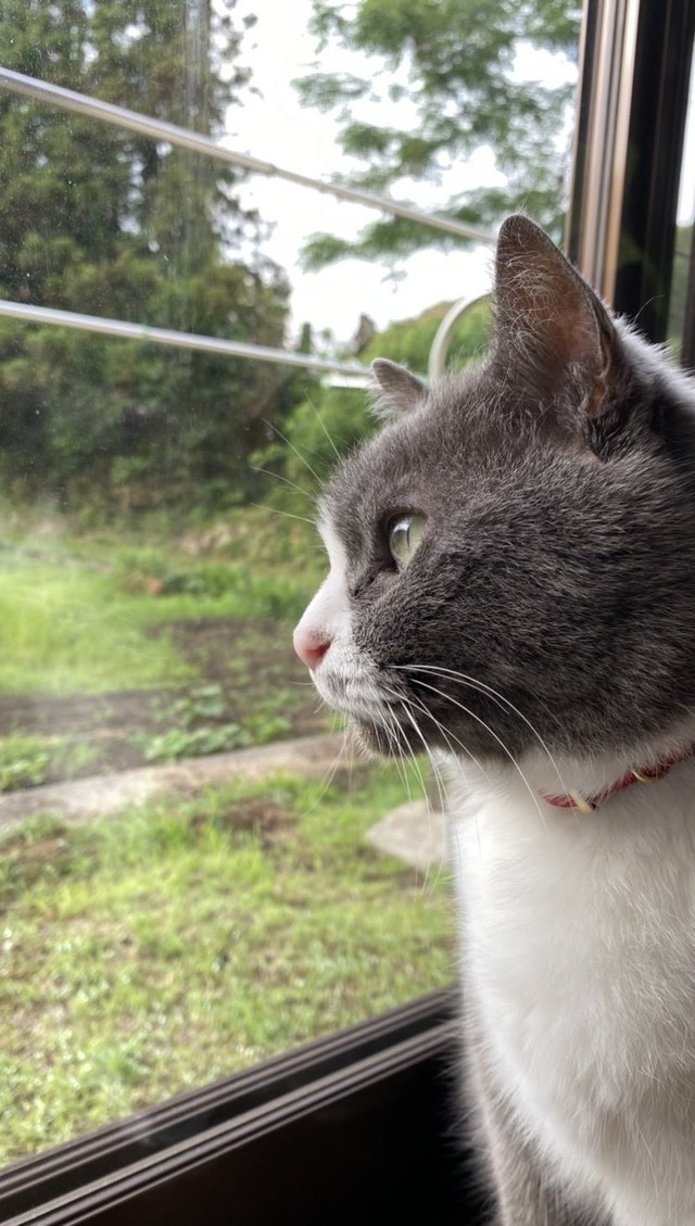 20歳超の愛猫トムくんが旅立ったあとに…（「琥珀」さん提供）