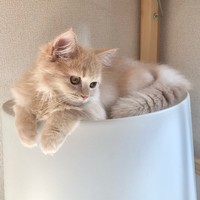 飼い主さんの椅子を奪い取ったメルちゃん。「のいて」って言えない＝ラガマフィンのメルさん（@mellife0613）提供