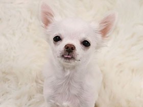 ２キロ台にレベルアップしたよ　つぶらな瞳のチワワ「こつぶ」　