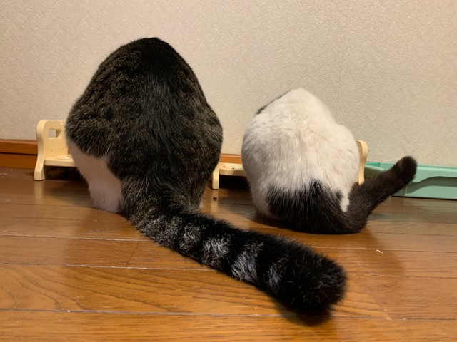 右がもかちゃん、左がまうくん