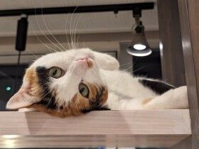 パナソニック保護犬猫譲渡会　認定NPO法人CAIT SITHから参加予定の猫たち（５）