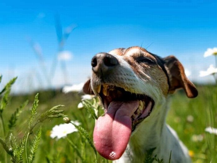 暑い日、激しい呼吸には注意を