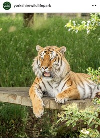 ヨークシャー・ワイルドライフ・パークのインスタグラム＠yorkshirewildlifeparkより