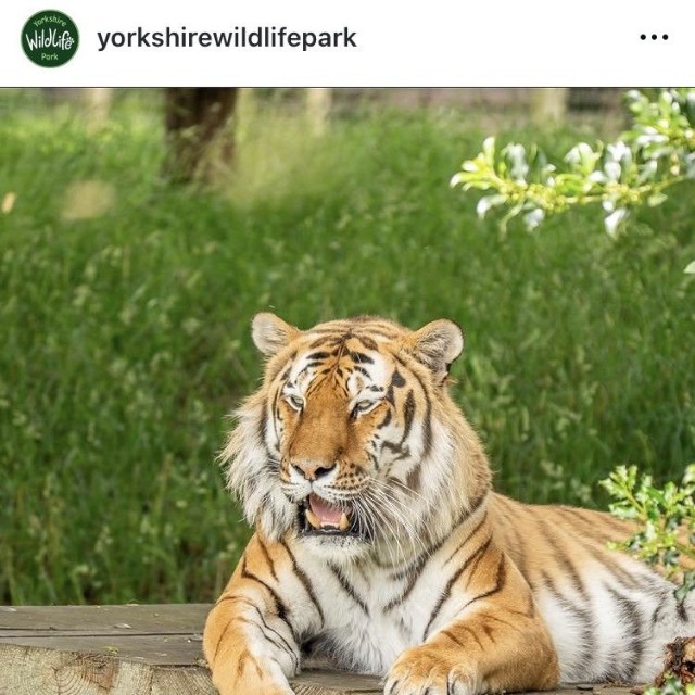 ヨークシャー・ワイルドライフ・パークのインスタグラム＠yorkshirewildlifeparkより