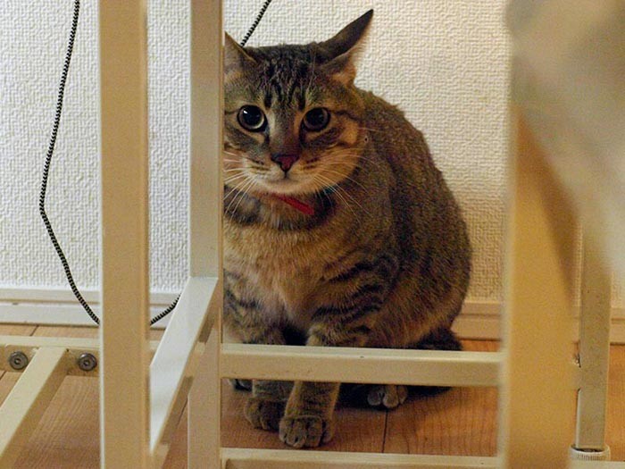 練り物兄弟のもう１匹「じゃこ天」。こちらもちょっとびくびく