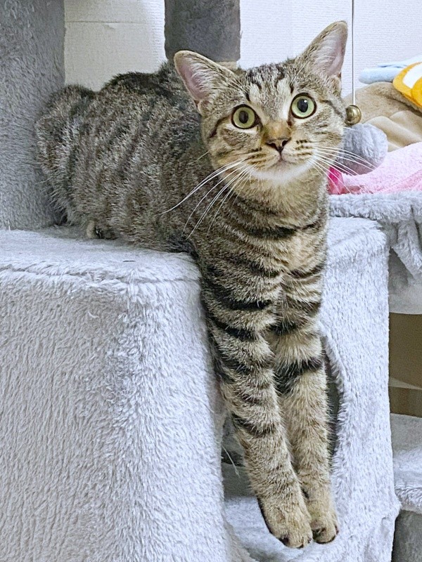 2歳を迎え、キャットタワーで元気に遊ぶぴーちゃん（画像提供：単発0x0さん）
