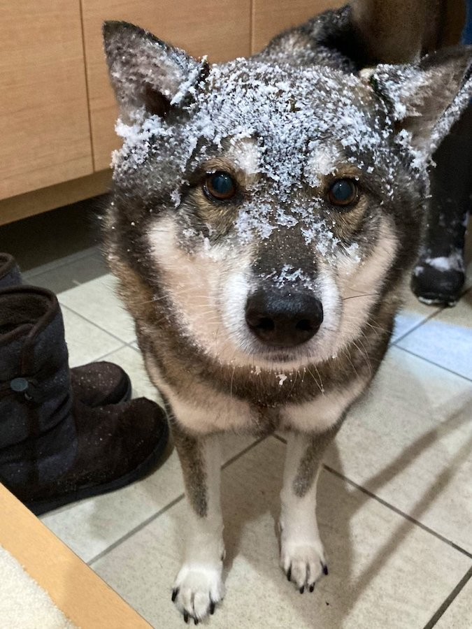 雪散歩から「5分で引き返した犬」 最強寒波に負けた犬さんの「虚無顔」にアテレコ殺到「いや無理だわこれ」｜まいどなニュース