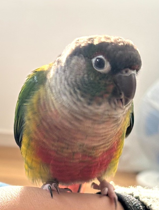 ウロコインコのよもぎちゃん。お料理上手なもち子さんは可愛いインコちゃんたちと暮らしているそう（画像提供：もち子@ぱやちょるん暮らしさん）
