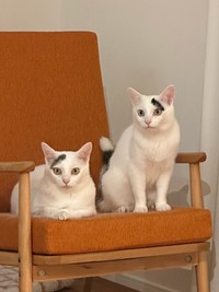 離れていてもわかるナナちゃんとキュウちゃんのトレードマーク（提供：なんだその模様———さん）