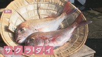サクラダイ 資料
