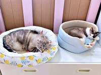 兄猫と仲良く眠るりぶちゃん（画像提供：べじたりあん。さん）
