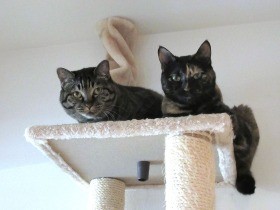 キャットタワーで寄り添って…　我が家の猫は暑い所がお好き？
