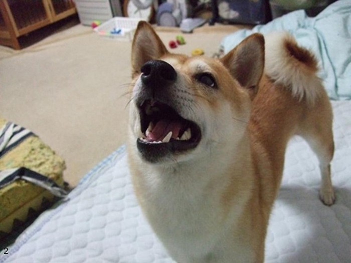 小松原さんをペットケア用品の道へと導いた運命の犬、柴犬のオルセー。生まれつき、皮膚や脚部に問題があり、ペットショップで『タダ』扱いされていた子だった（提供：小笠原さん）