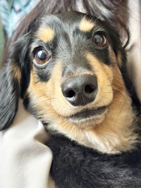 抱っこされてうれしそうながぶくん（画像提供：ダックスがぶくん）