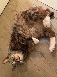 約２年前、保護２日目にシャンプーをしてもらったときのメイちゃん（提供：にゃんてこった。さん）