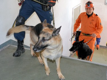負傷者の捜索、救助犬もかけつけ　大震災に備えて訓練に参加