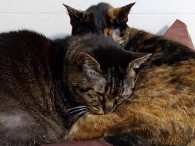 幸せのために、猫自らが相棒選び？ 10年の節目に２匹の運命の出会いを振り返る