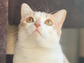 ステイホーム中に出会ったマンチカン「ひまわり」　たくさん幸せをくれる存在