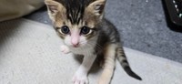 junさんが現在預かっている、里親募集中の保護猫ちゃん（画像提供：junさん）