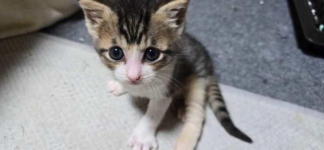 junさんが現在預かっている、里親募集中の保護猫ちゃん（画像提供：junさん）