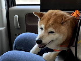 車もケージも嫌がる老犬との移動　ペットタクシーを初体験「これはいい！」