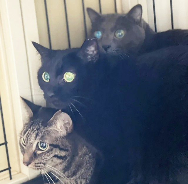 空き家に棲みついていた野良猫たち