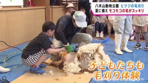 「綿みたいにやわらかい」　仙台市の八木山動物公園でヒツジの毛刈り