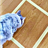 「魔法陣」の中のニオイを嗅ぐ凛ちゃん。次の瞬間ーー（画像提供：石油王さん）