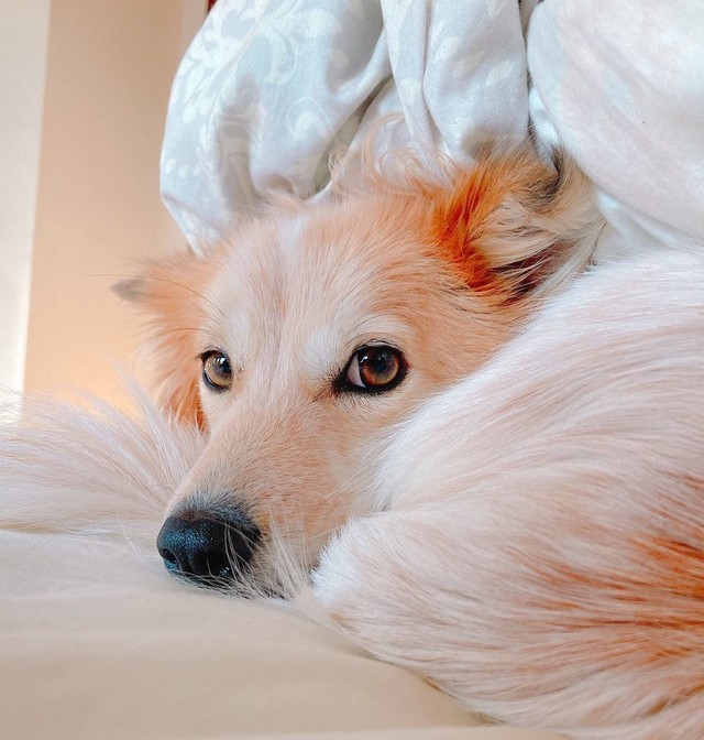 たろちゃんの瞳から飼い主さんへの信頼が伝わってきます（提供：雑種犬はいいぞ すべての犬はいいぞさん）
